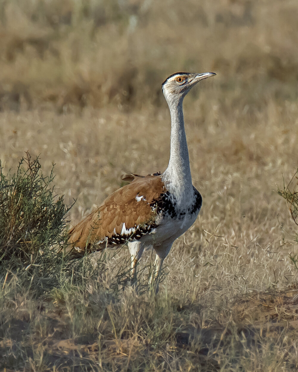 Great Indian Bustard in Desert National Park