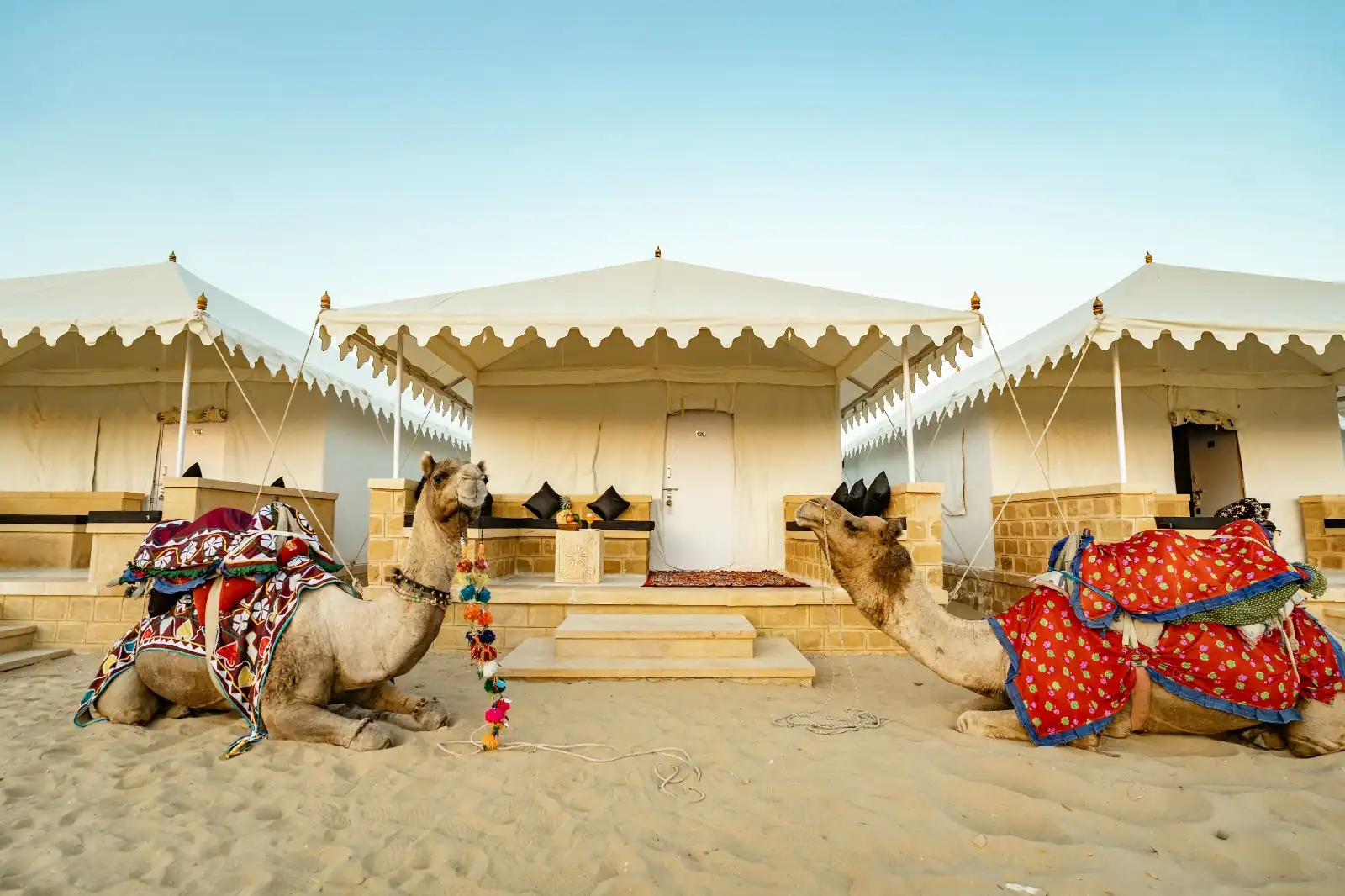 Decorated camels resting outside the Maharaja Luxury AC Tents