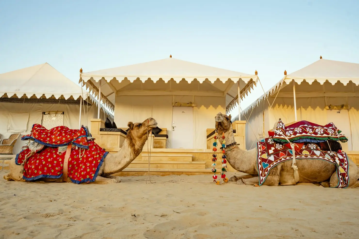 Decorated camels resting outside the desert camp tents
